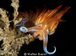 "mammut" underwater by Walter Bassi 